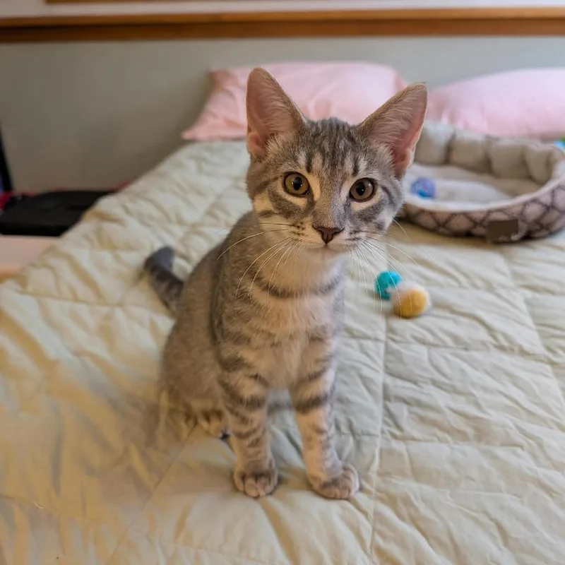 A baby small-sized male Gray / Blue / Silver Domestic Short Hair cat named Tom for adoption in DeKalb, IL
