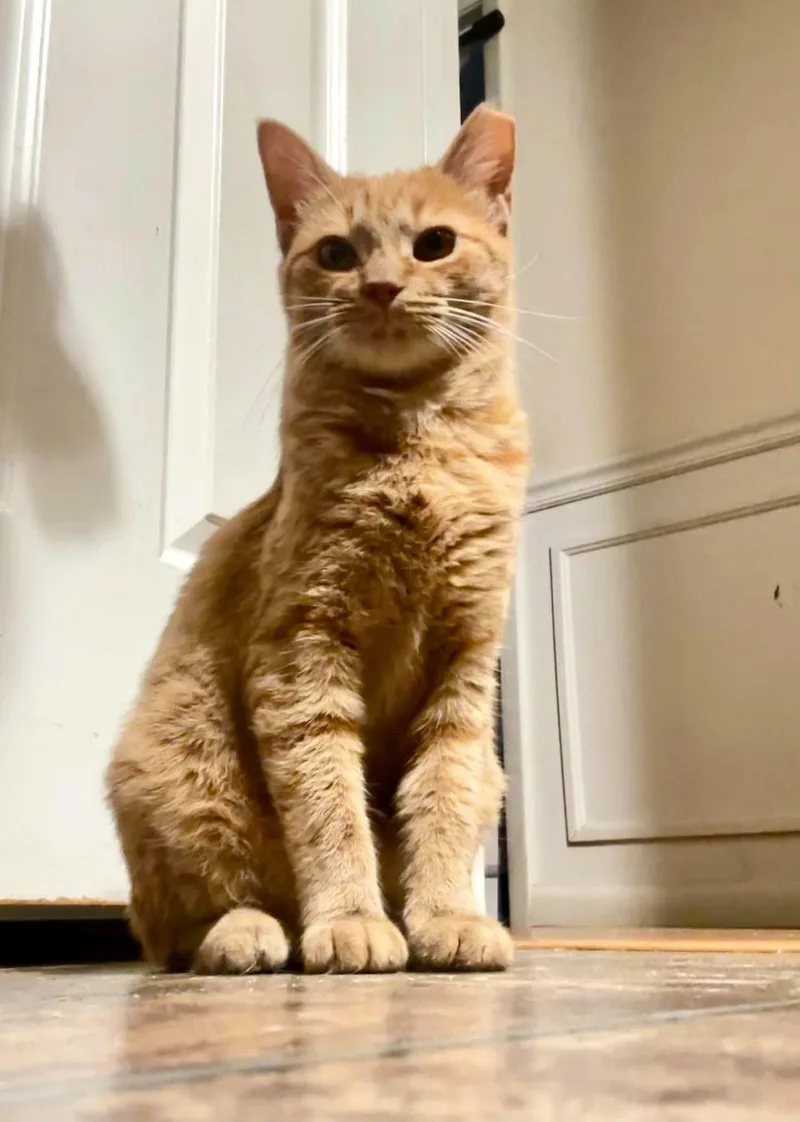 A young medium-sized female Tabby (Orange / Red) Domestic Short Hair cat named Sola for adoption in Fort Oglethorpe, GA