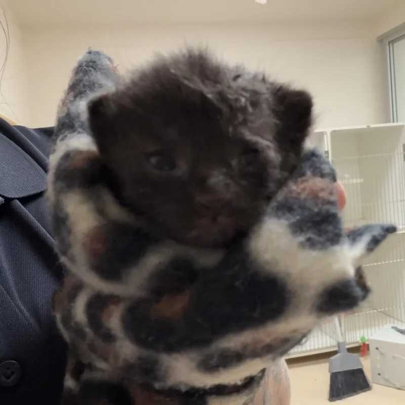 A baby small-sized male Black Domestic Short Hair cat named Xavier for adoption in South Elgin, IL