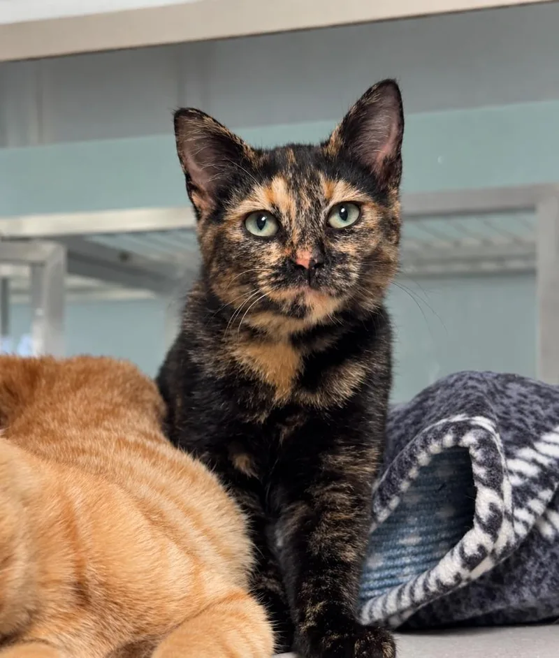 A baby large-sized female Domestic Short Hair cat named Fern for adoption in Viroqua, WI