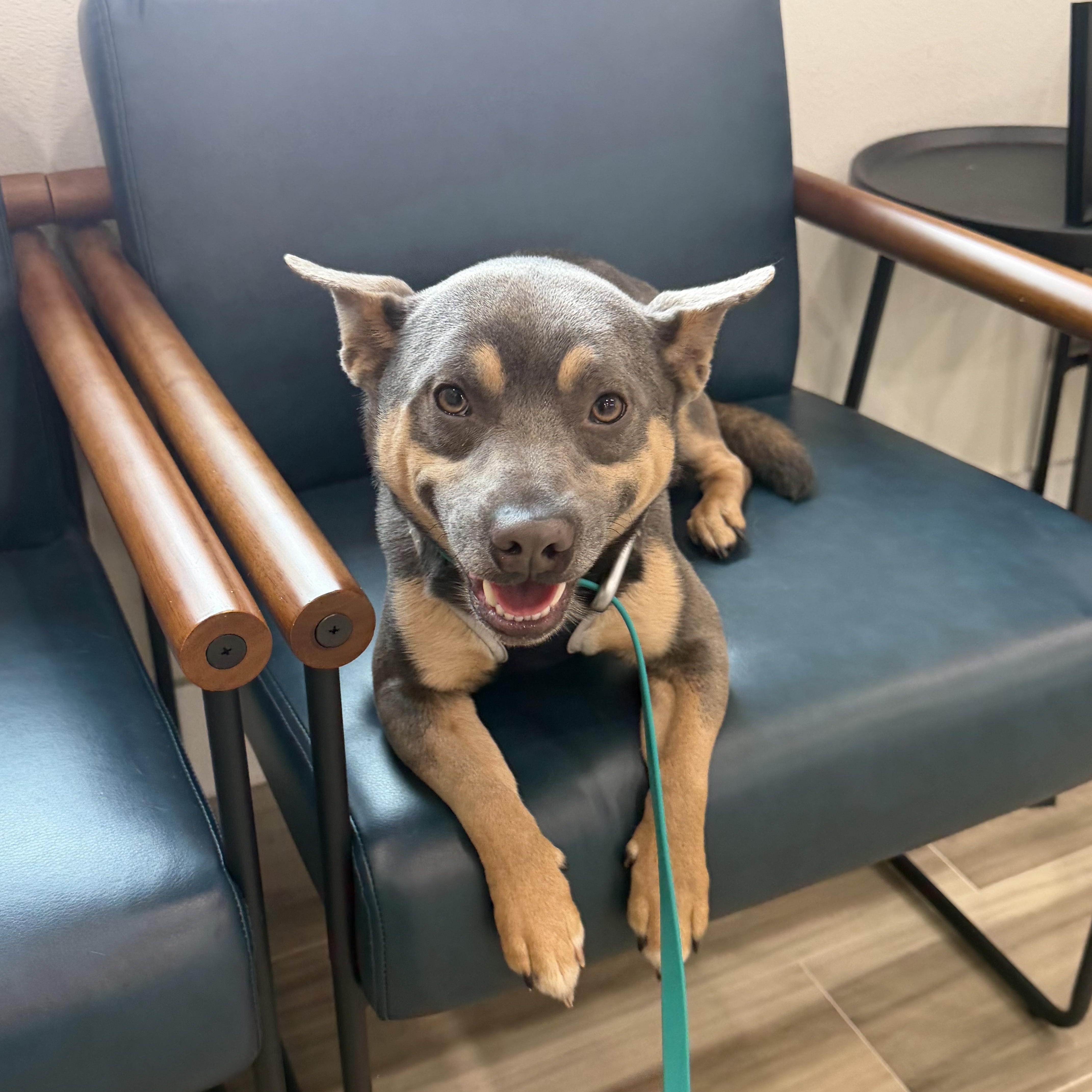 A young medium-sized male Mixed Breed dog named Dallas for adoption in Palm Coast, FL