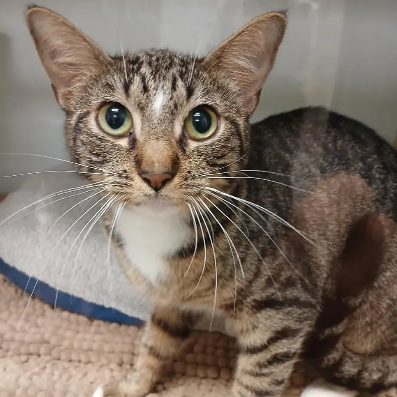 Magnolia thumbnail 2