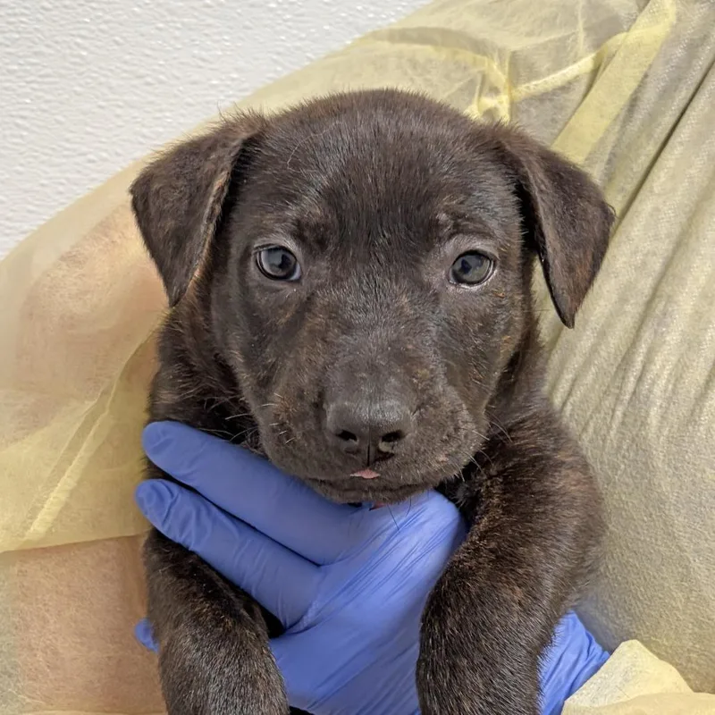 A baby small-sized male Brindle Pit Bull Terrier dog named Eclair for adoption in Ojai, CA