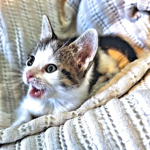 A baby medium-sized male Tabby cat named Butler for adoption in Rutherfordton, NC
