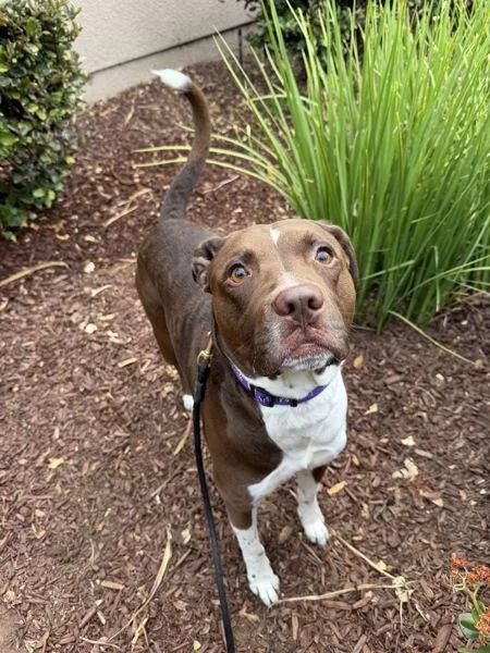 An adult large-sized male Pit Bull Terrier dog named Hank for adoption in San Diego, CA