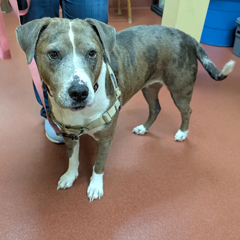 An adult medium-sized female Gray / Blue / Silver Pit Bull Terrier dog named Jackie for adoption in Accident, MD