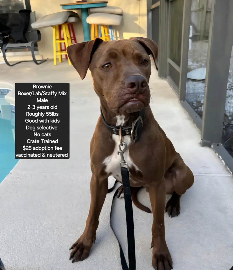 Courtesy Listing Brownie