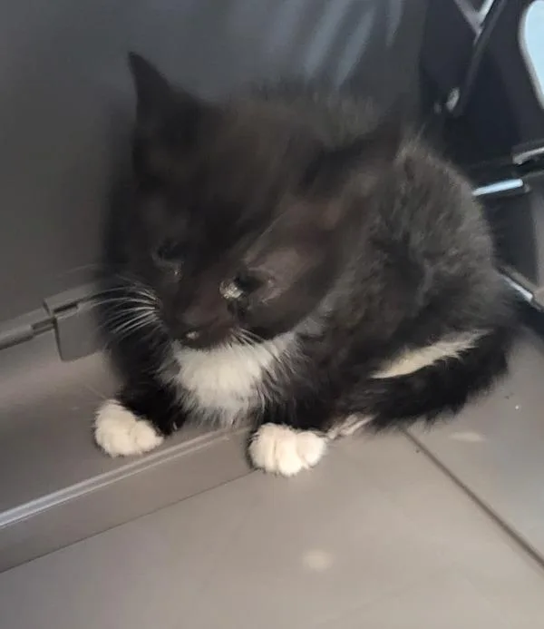 A baby small-sized male Domestic Short Hair cat named Kc for adoption in Lawrenceville, GA