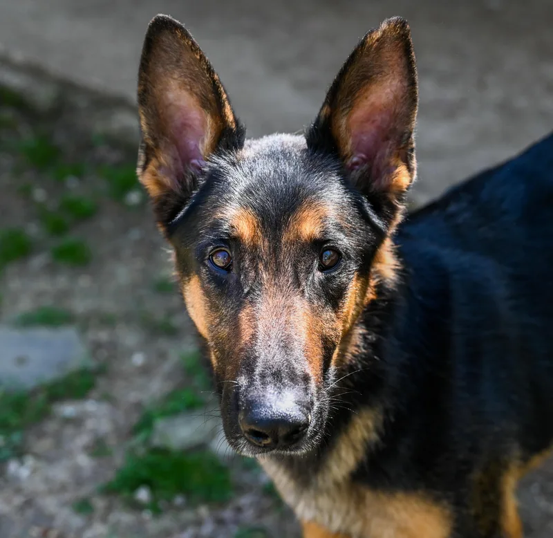 An adult large-sized male Black German Shepherd Dog dog named Whiskey for adoption in Chattanooga, TN