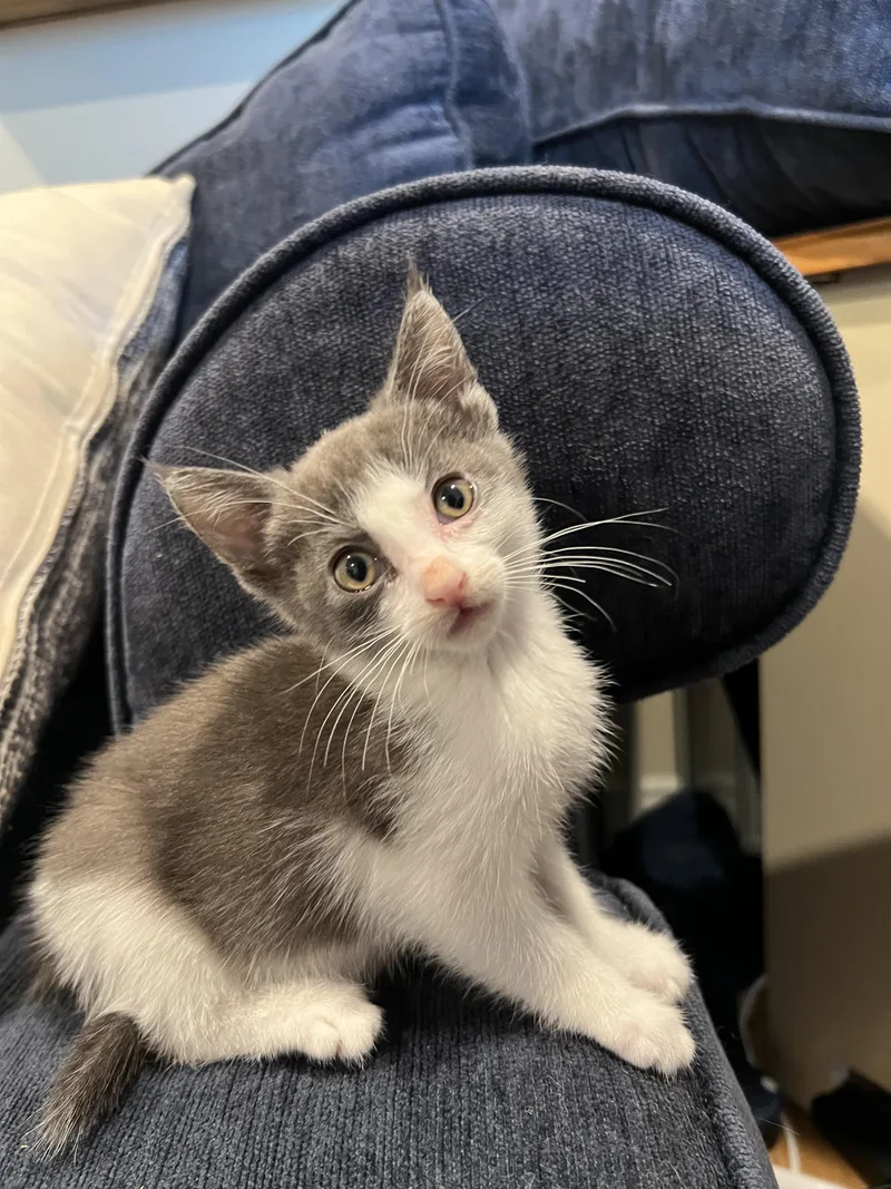 A baby medium-sized female Gray & White Domestic Short Hair cat named Millie for adoption in San Juan Capistrano, CA