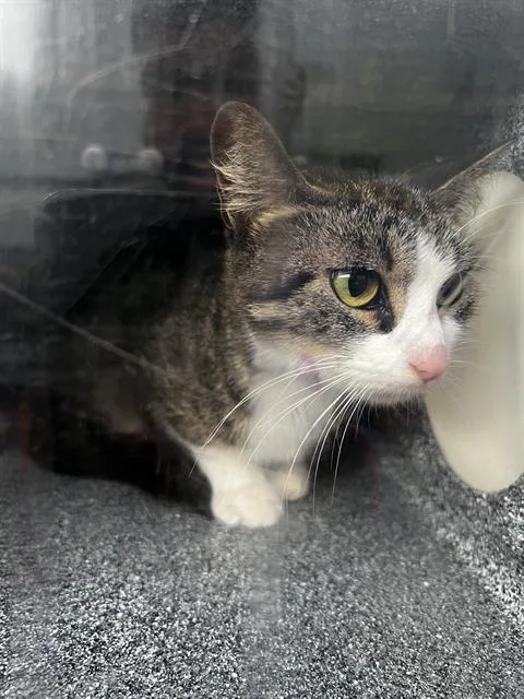 A young medium-sized female Domestic Medium Hair cat named Neytiri for adoption in Dallas, TX