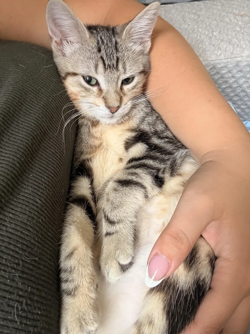 A baby small-sized female Domestic Short Hair cat named Maple for adoption in Brooklyn, NY
