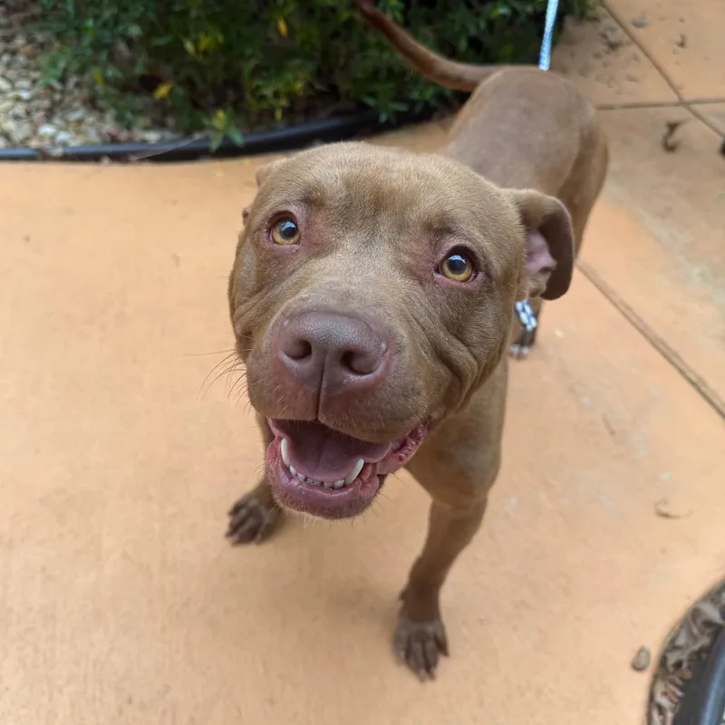 A young medium-sized female Brown / Chocolate Mixed Breed dog named Amity for adoption in Columbus, GA