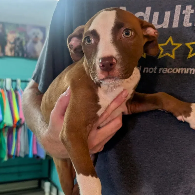 A baby medium-sized female Brown / Chocolate Pit Bull Terrier dog named Sugar for adoption in Jefferson city, TN