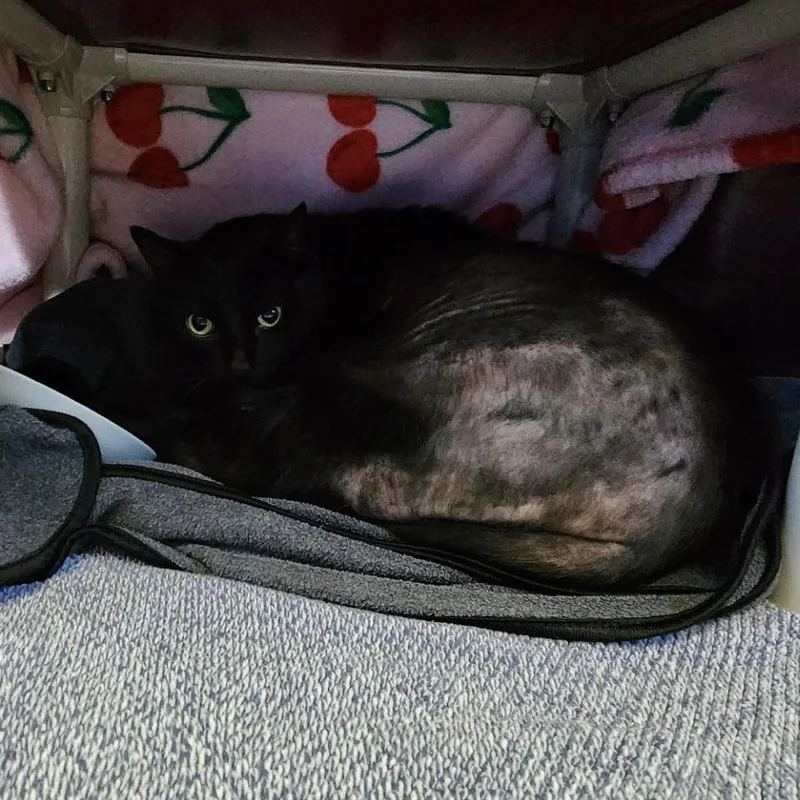 A senior extra large-sized male Black Domestic Short Hair cat named Joey for adoption in Grand Rapids, MI