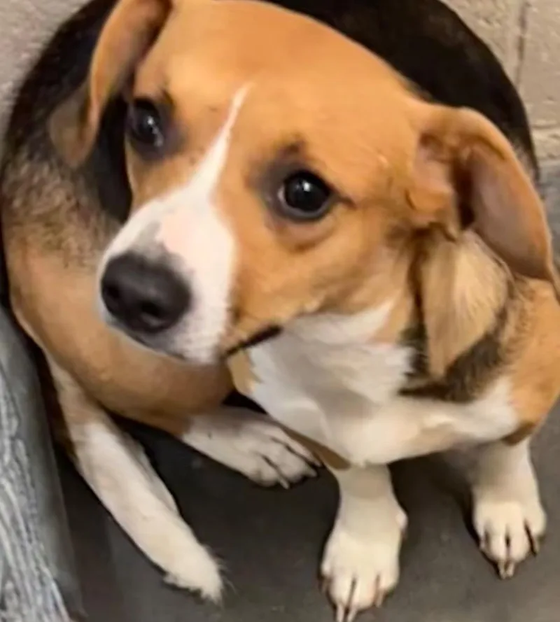A baby large-sized female Beagle dog named Beth for adoption in Elizabethton, TN