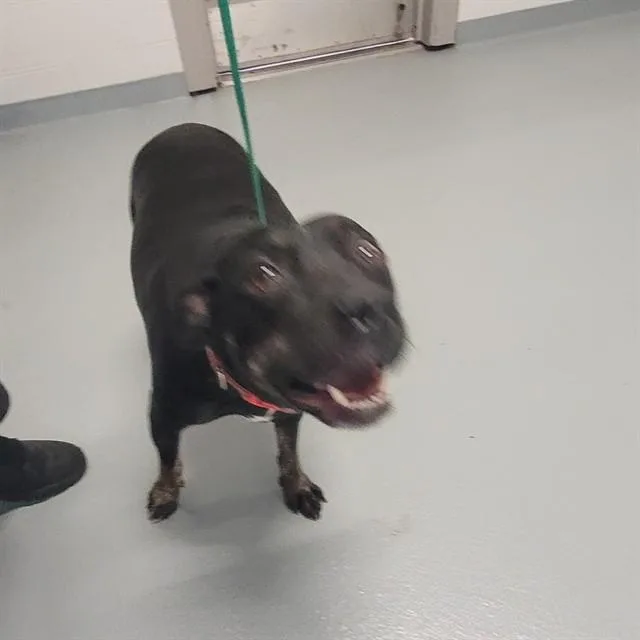 An adult large-sized female Labrador Retriever dog named Goosey for adoption in Saint Cloud, FL
