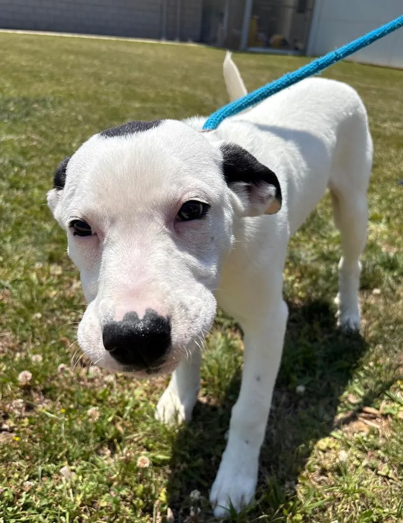 A baby large-sized female Hound dog named Dwarfs Sleepy Ac  for adoption in Greeneville, TN