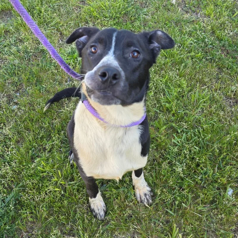 A young medium-sized male Black Pit Bull Terrier dog named Topps for adoption in Bristol, IN