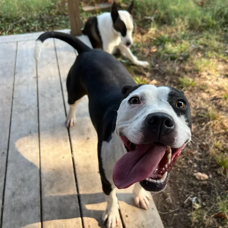 An adult medium-sized female Pit Bull Terrier dog named Millie for adoption in West Memphis, AR