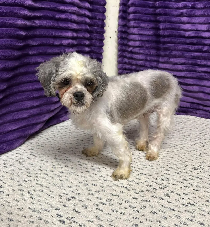 A young small-sized female Shih Tzu dog named Macchiato for adoption in Hartland, WI