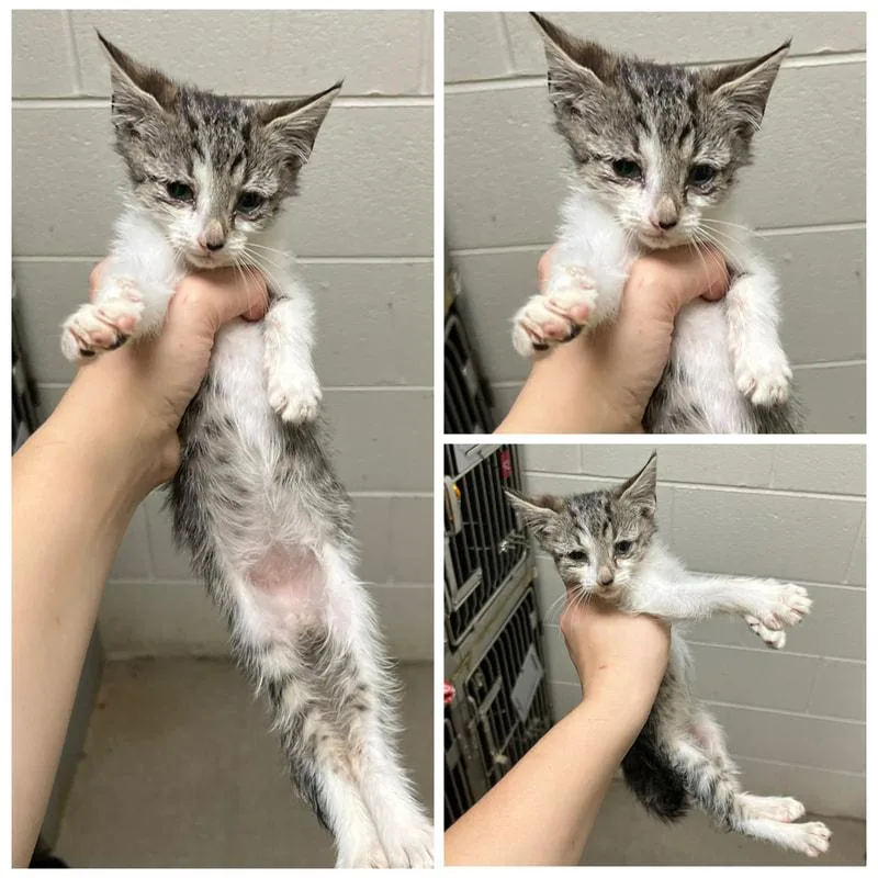 A young small-sized male Domestic Short Hair cat named Chabble for adoption in Dublin, VA