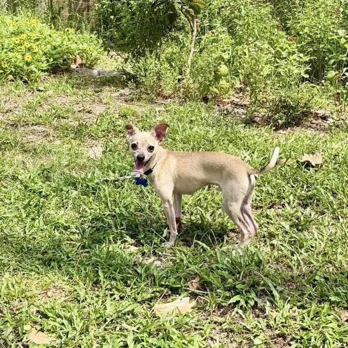 An adult small-sized male Chihuahua dog named Shiloh for adoption in Orlando, FL