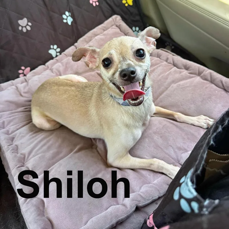 Shiloh thumbnail 3