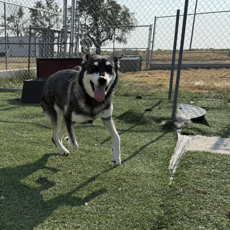 Kaia