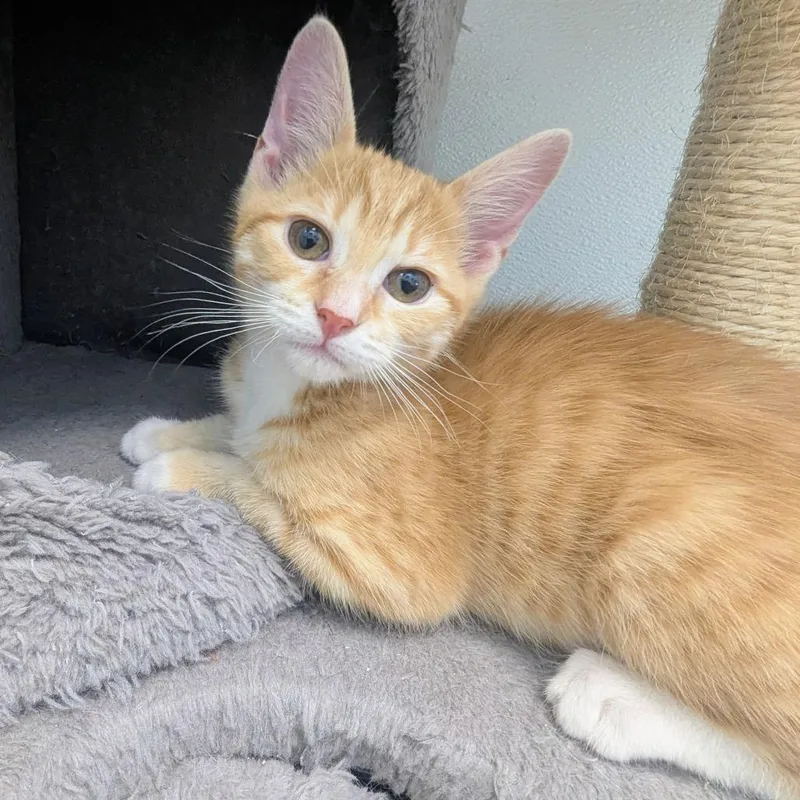 A baby small-sized male Orange / Red Domestic Short Hair cat named Dante Torres for adoption in Winchester, TN