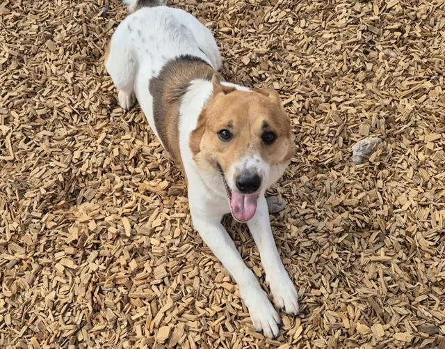 An adult medium-sized male Australian Cattle Dog / Blue Heeler dog named Severance for adoption in Albuquerque, NM