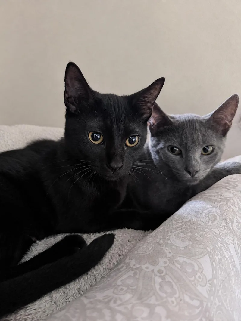 A baby small-sized female Black Domestic Short Hair cat named June & Luca for adoption in Inglewood, CA