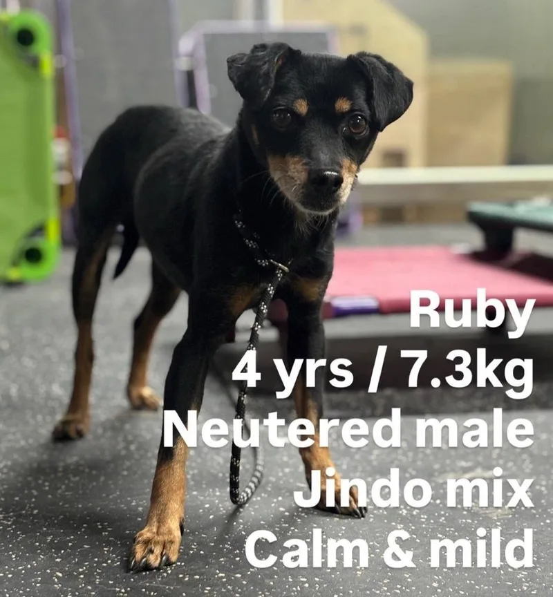 An adult small-sized male Jindo dog named Ruby for adoption in Long Island City, NY