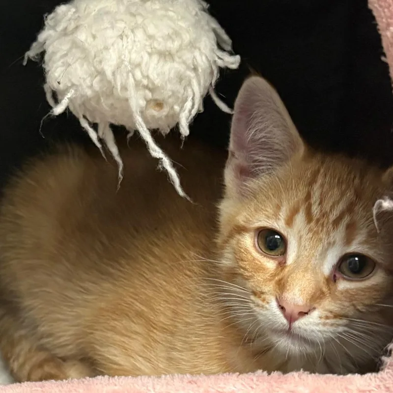 A baby small-sized male Orange / Red Domestic Short Hair cat named Asbury for adoption in East Hanover, NJ