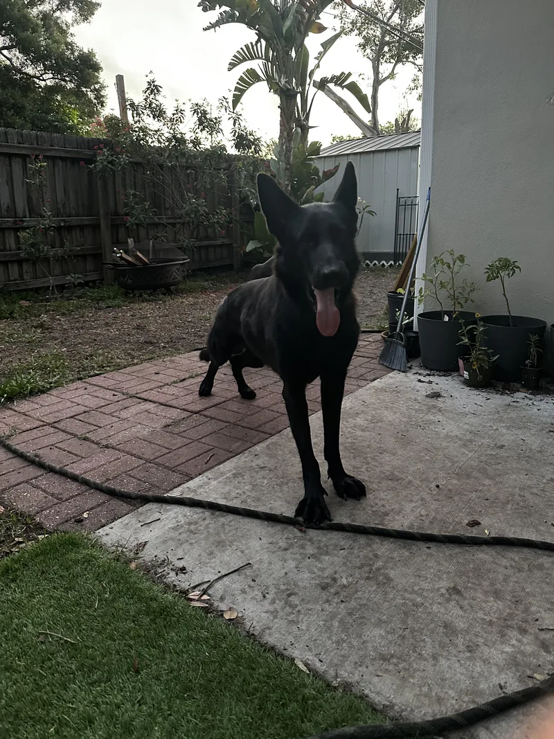 An adult large-sized female German Shepherd Dog dog named Linda for adoption in Parrish, FL