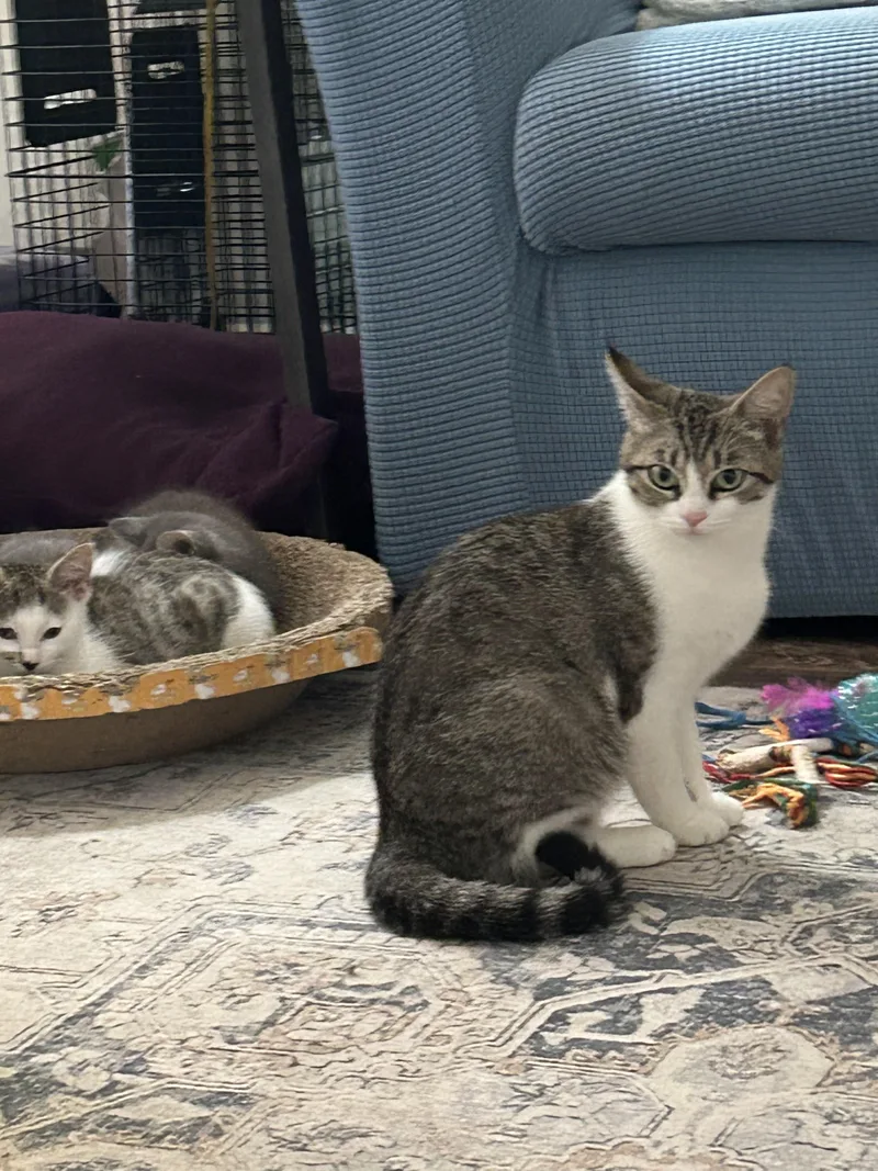A young medium-sized female Tabby (Gray / Blue / Silver) Domestic Short Hair cat named Athena for adoption in Morganton, NC