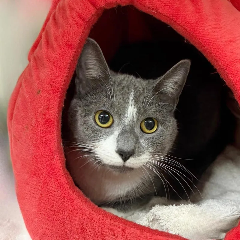 A young small-sized female Domestic Short Hair cat named Rosalita for adoption in State College, PA