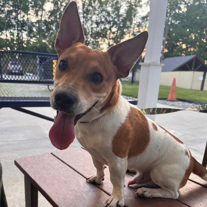 An adult medium-sized male Mixed Breed dog named Pluto for adoption in New Castle, DE