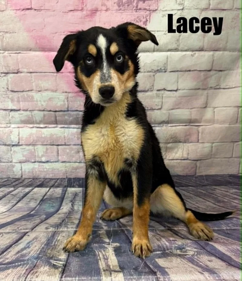 Lacy