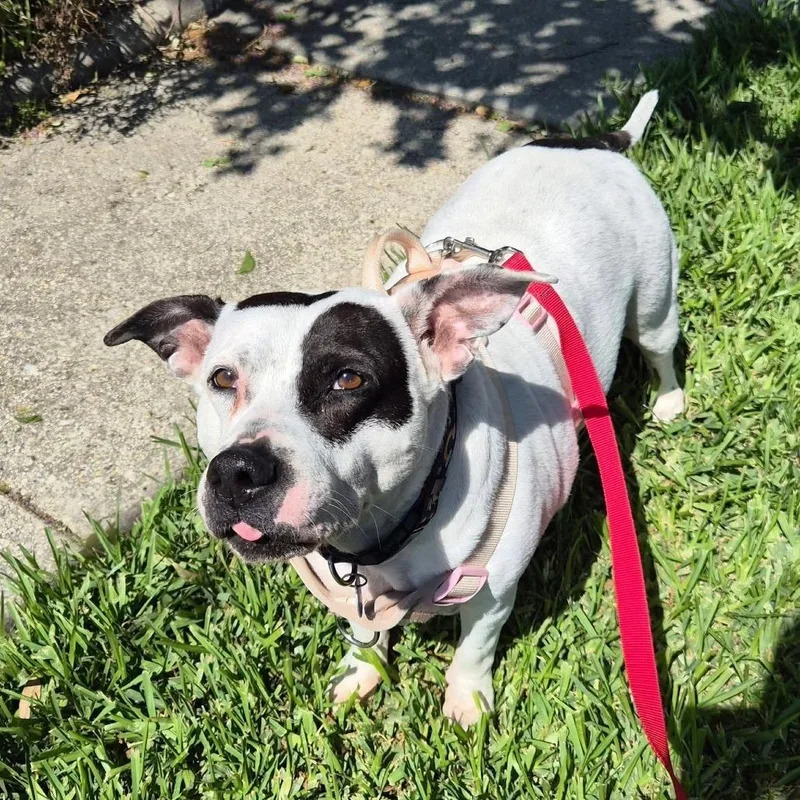 Pepper Anne thumbnail 5
