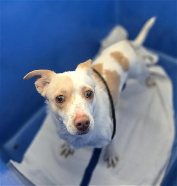 A young small-sized male Mixed Breed dog named Benji for adoption in Dallas, TX