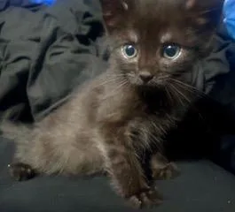 A baby small-sized male Domestic Short Hair cat named Ash for adoption in Camarillo, CA
