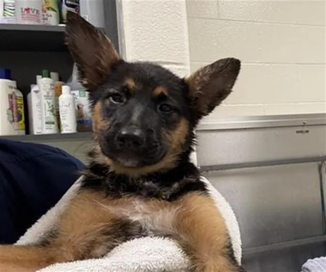 A baby small-sized female German Shepherd Dog dog named Jen for adoption in Auburn, CA