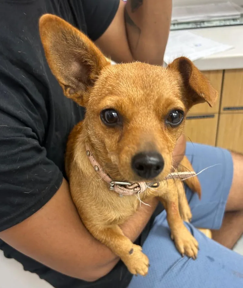 A young medium-sized female Chihuahua dog named Agnes for adoption in Hartsville, SC