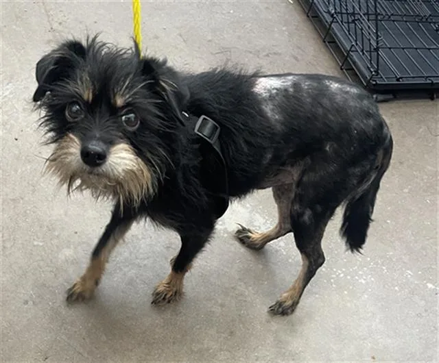 An adult small-sized male Mixed Breed dog named Boots for adoption in Dallas, TX