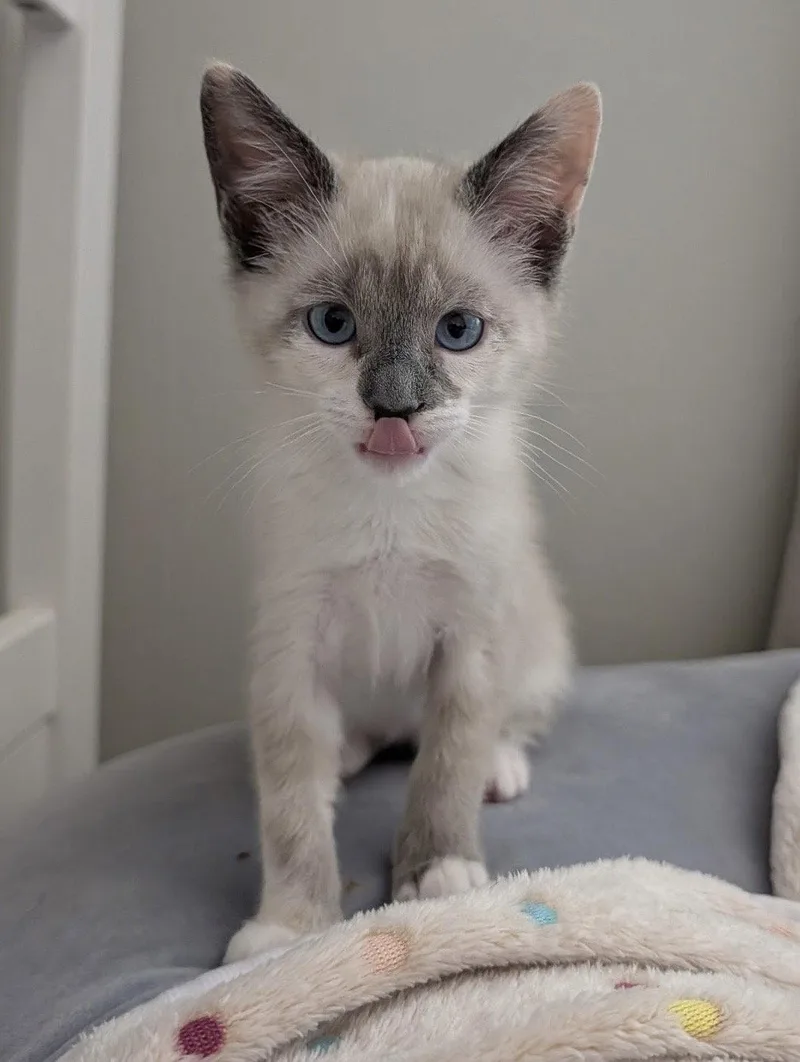 A baby medium-sized female Siamese cat named Sapphire for adoption in Walnut Creek, CA