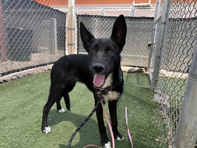 A young large-sized female Australian Cattle Dog / Blue Heeler dog named Cucumber for adoption in Phoenix, AZ