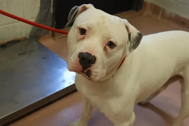 A young large-sized male Mixed Breed dog named Rhino for adoption in Columbia, SC