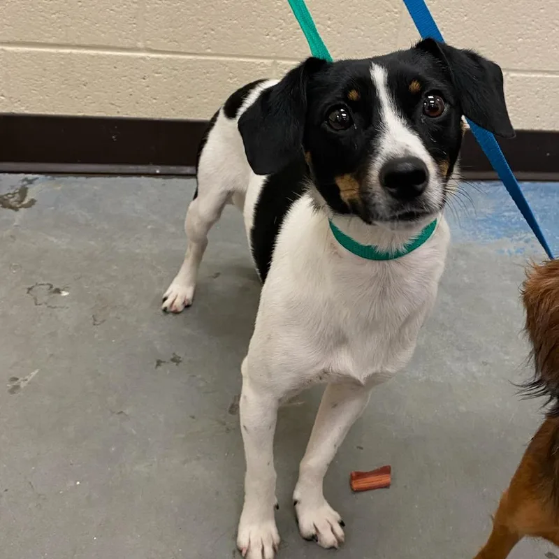 An adult small-sized male Black Mixed Breed dog named Joseph for adoption in Memphis, TN
