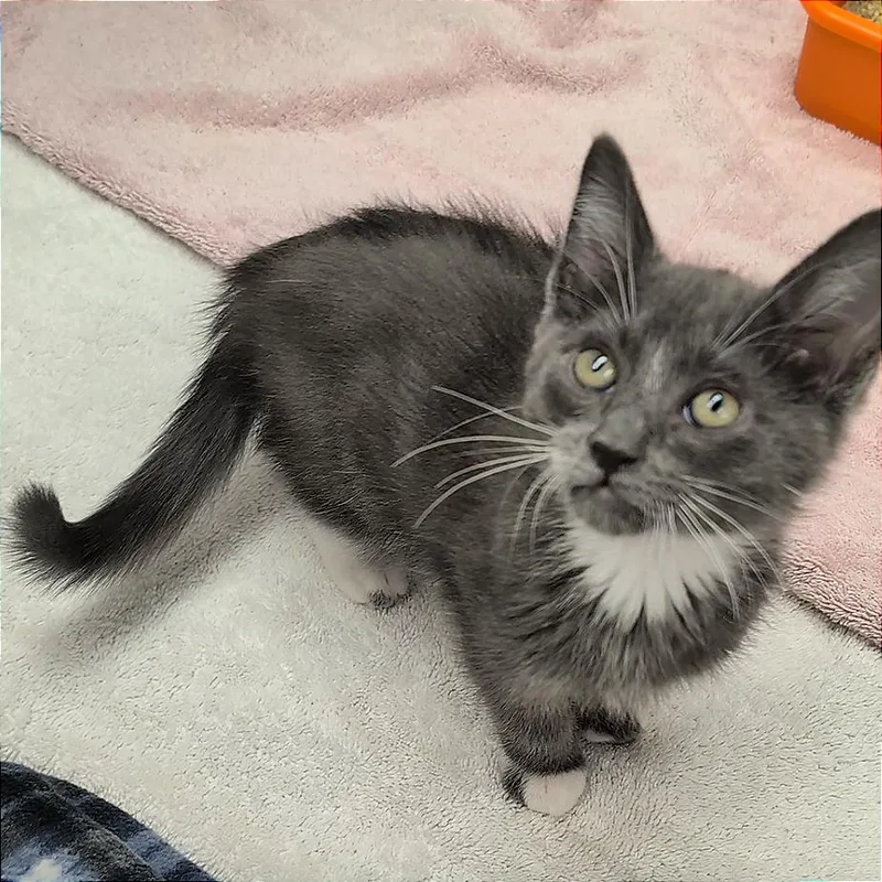 A baby small-sized male Black Domestic Short Hair cat named Sid for adoption in Pleasant Hill, CA